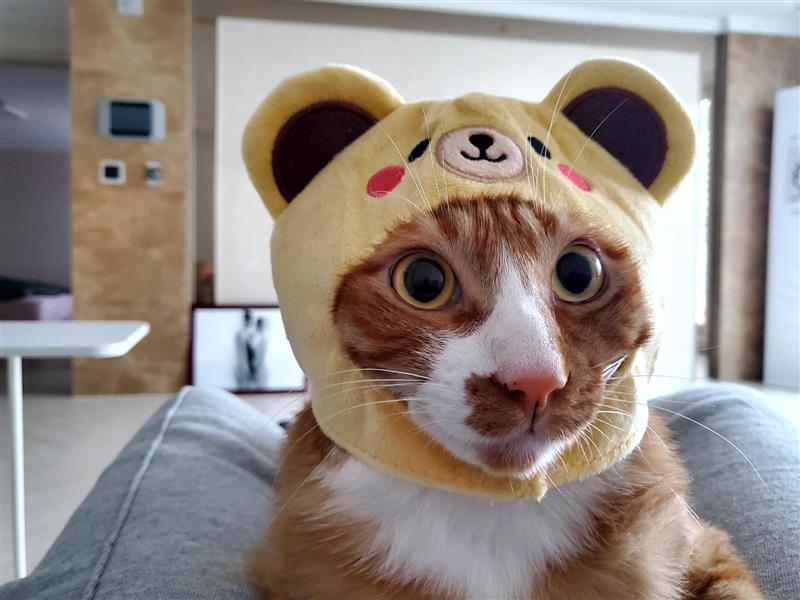 Hajji (하찌) cat photo