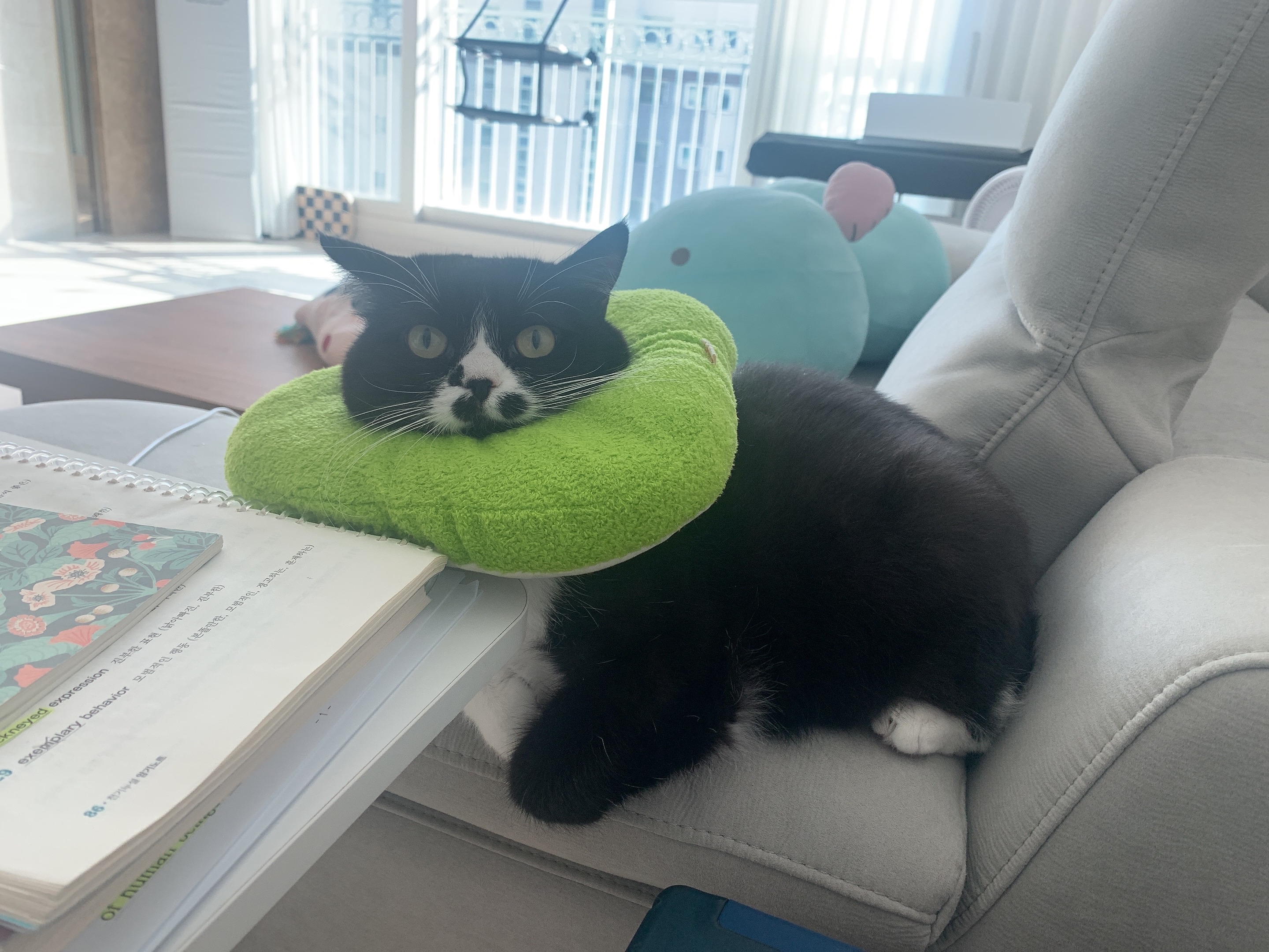 Kkuti (꾸띠) cat photo